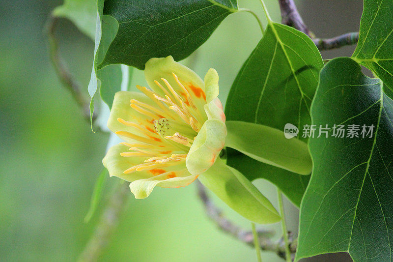 美国鹅掌楸(Liriodendron tulipifera)上的奶油花